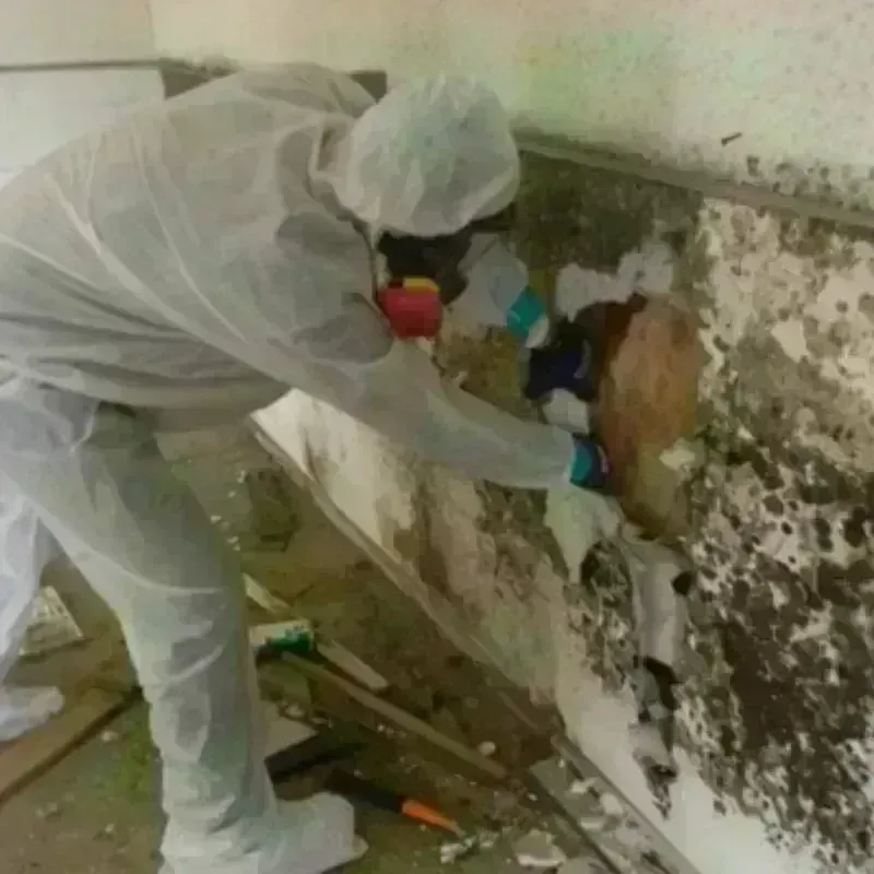 Mold Remediation and Removal in Douglass Hills, KY